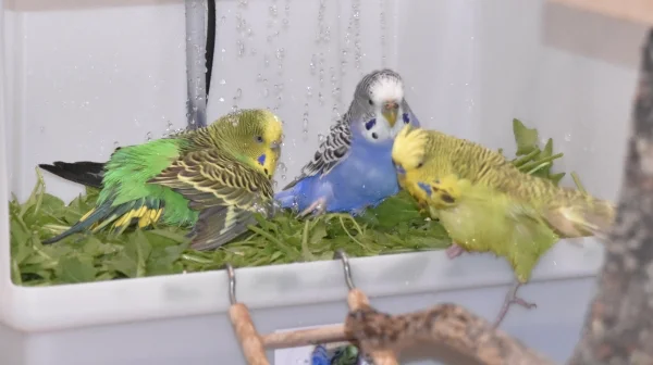 Wellensittich-Bild: Hermine und Jerry machen sich erst mal Platz