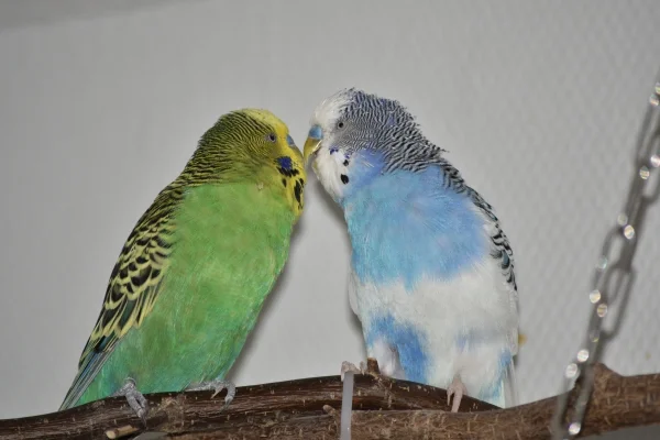 Wellensittich-Bild: Prima Kumpels: Hansi und Kleiner
