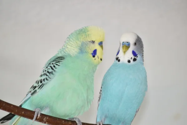 Wellensittich-Bild: Niko und Benno beim Balzen.