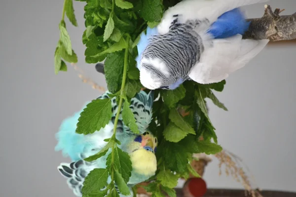 Wellensittich-Bild: Seltener Anblick ... Karl duldet nur Niko beim Baden.