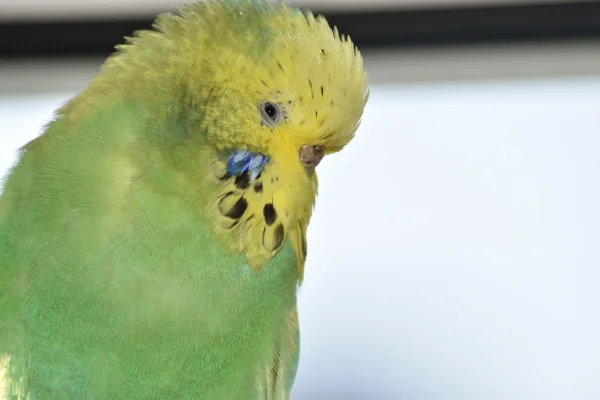 Wellensittich-Bild: Cleo im Portrait