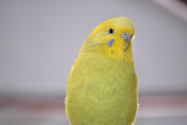 Olavi