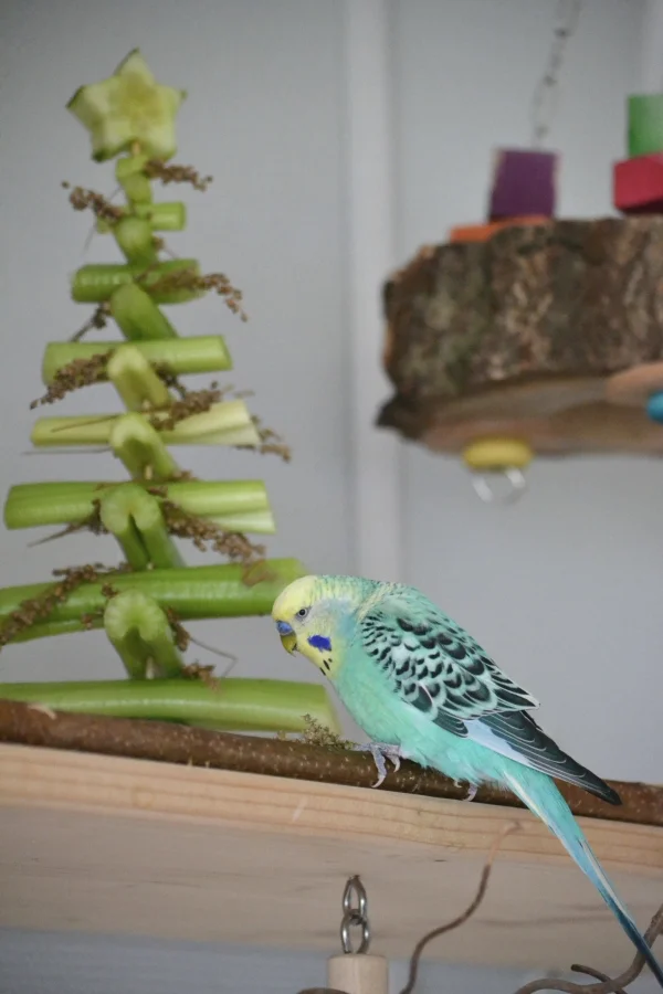 Wellensittich-Bild: Auch die Wellis haben einen eigenen Baum bekommen und haben die Hirse sich schmecken lassen.