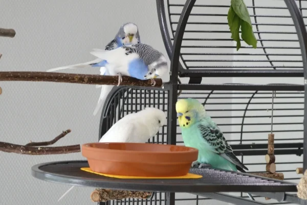 Wellensittich-Bild: Wenn Snow und Niko schmusen, sitzt Karl meist direkt daneben oder drüber.
