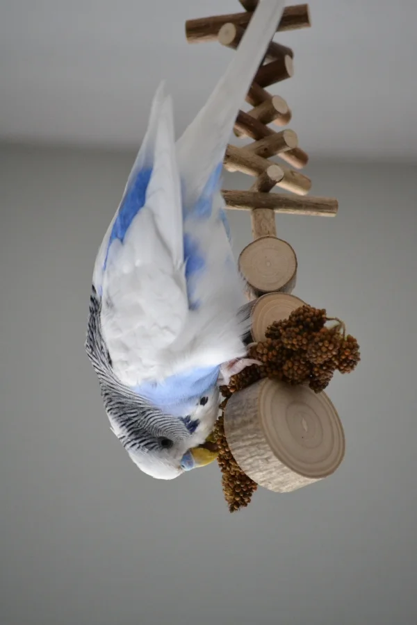 Wellensittich-Bild: Ja, dieses Bild ist richtig rum. :-)