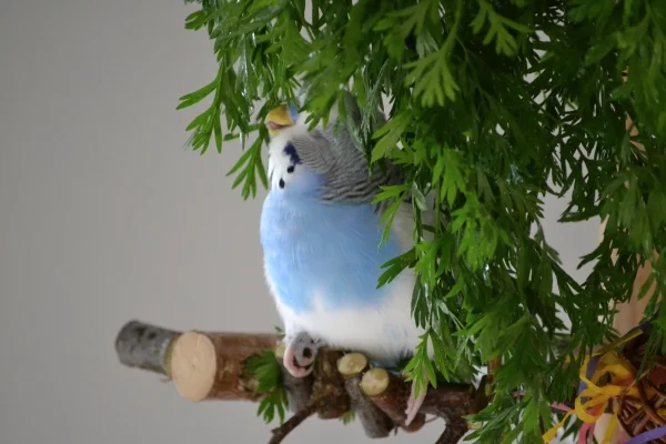 Wellensittich-Bild: Karl genießt das Möhrengrün