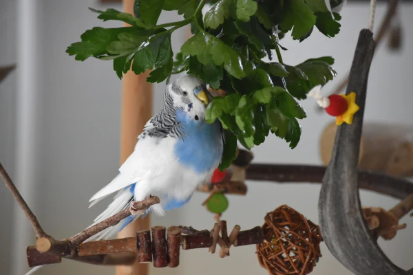 Wellensittich-Bild: ... da gibt es kein Halten mehr.