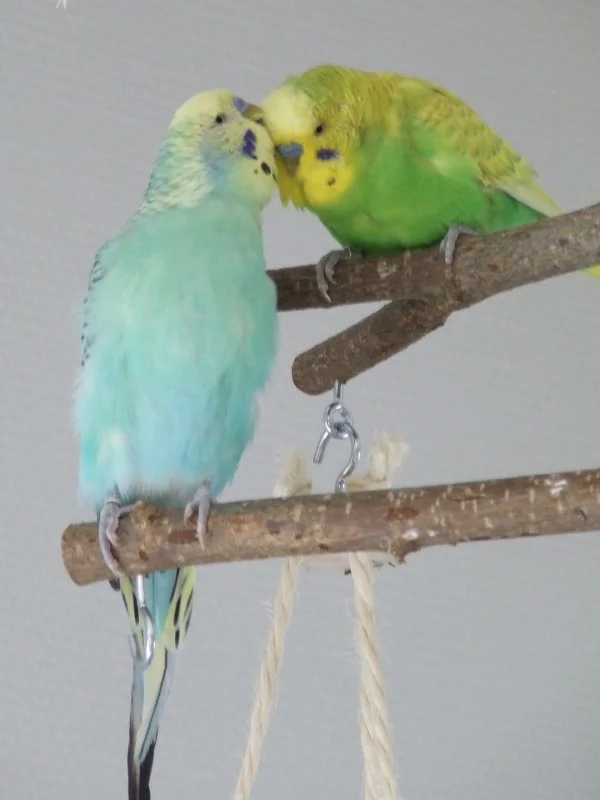 Wellensittich-Bild: Nach Lilis Tod hat sich Niko ganz lieb um Dämon gekümmert.