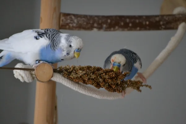 Wellensittich-Bild: Karl und Kleiner an der Hirse.