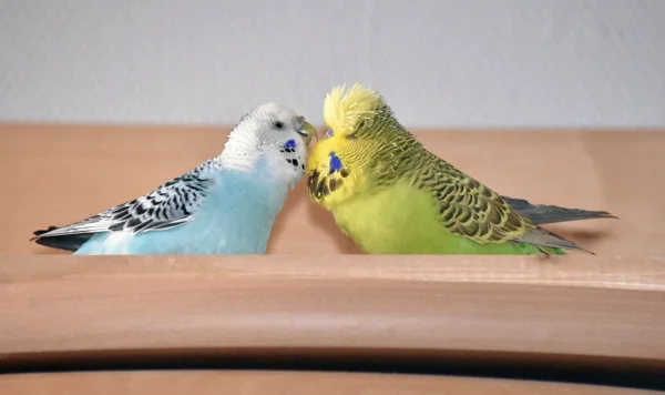 Wellensittich-Bild: Emma hat mal die Initiative ergriffen.
