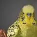 Kloppo