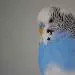 Karl