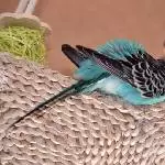 Fipsy juckt sich das Köpfchen