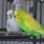 Silvester und Dämon