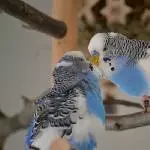 Kleiner und Karl Part 2