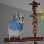 Karl und Niko