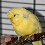 Böser Blick von einem Igel