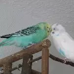 Niko und Silvester