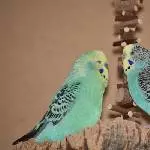 Partnertausch  Niko und Fipsy