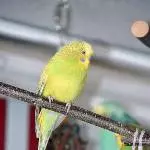 Marli an ihrem zweiten Tag bei uns
