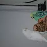 Snow will unbedingt auf den Kork