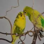 Dämon und Sunny in Love