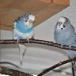 Waldorf und Statler 