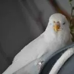 Snow mit Zigarre