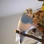 Lecker Hirse