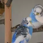 Kleiner und Karl