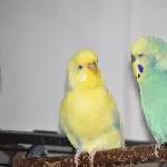 Sheldon und Niko, zwei super Kumpel