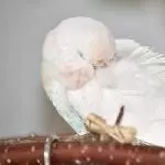 müder Dreckspatz