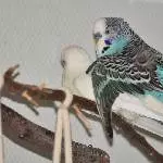 Partnertausch - Benno und Snow