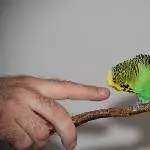 Was isn das? Federlose Finger und Hansi