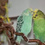 Männerfreundschaft II