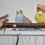 nasse Wellis - nasse Wand