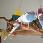 zwei Schecken beim Schnäbeln