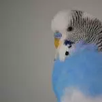 Karl mit Bärtchen