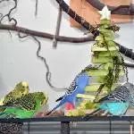 Ein Weihnachtsbaum zum Fressen
