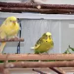 Kloppo in der Dusche