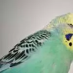Ein ganz Lieber mit bösem Blick