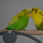Dämon und Sunny