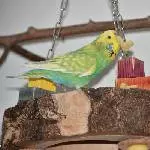 neues Hobby: Nudelweitwurf
