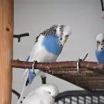 schlechter Sitzplatz von Snow