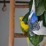 Kleiner badet