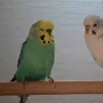 Nko und Silvester