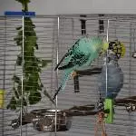 Nico und Niko - Beginn einer Freundschaft