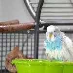 Karl hat geplanscht ...