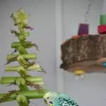 Niko vorm Weihnachtsbaum