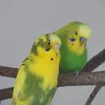 Dämons zweite Liebe
